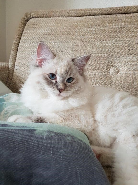 Hoe bescherm ik mijn meubels tegen katten